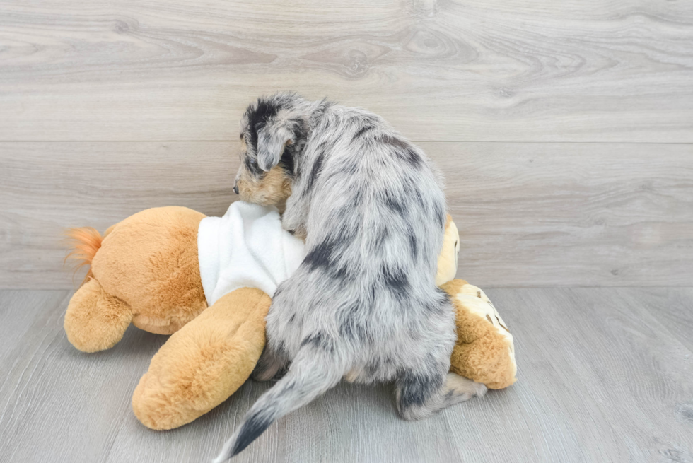 Cute Mini Huskydoodle Poodle Mix Pup