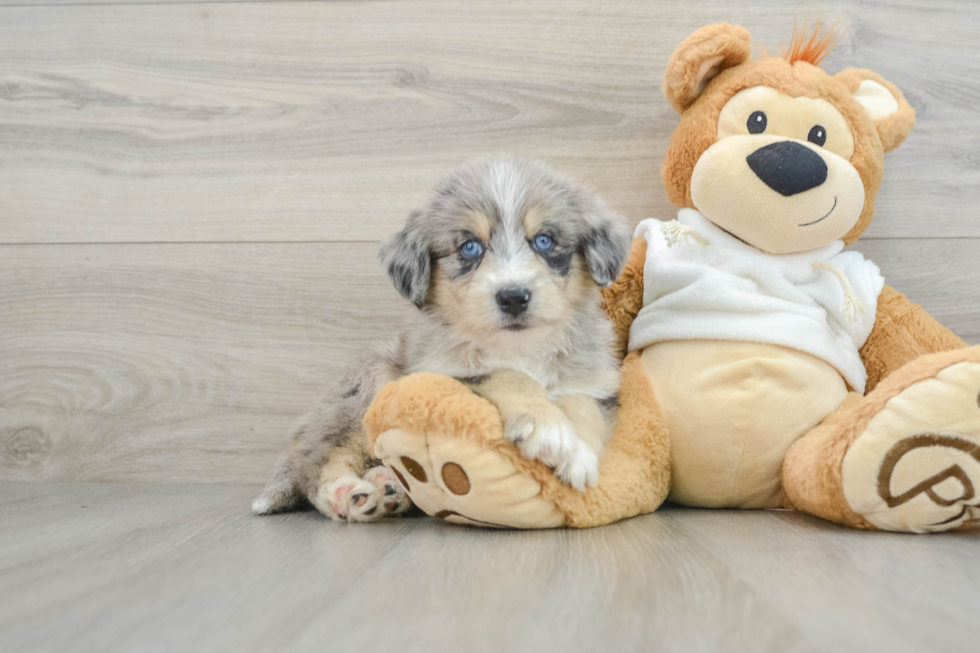 Cute Husky Doodle Poodle Mix Puppy