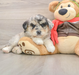 6 week old Mini Huskydoodle Puppy For Sale - Premier Pups