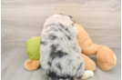 Mini Huskydoodle Pup Being Cute