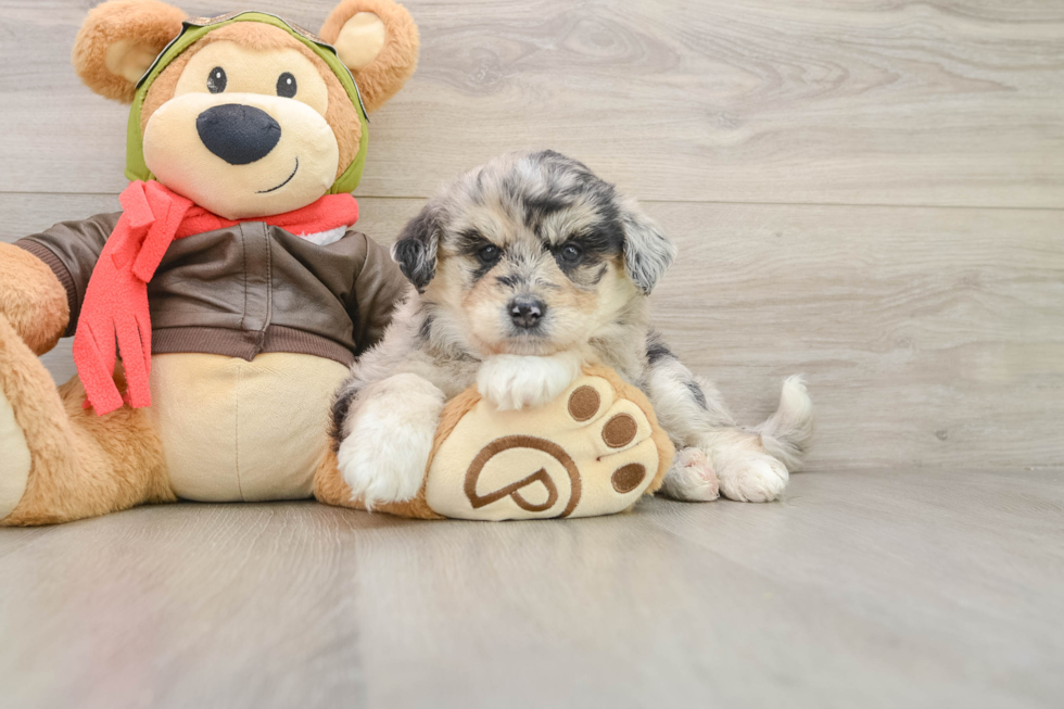 Cute Mini Huskydoodle Poodle Mix Pup