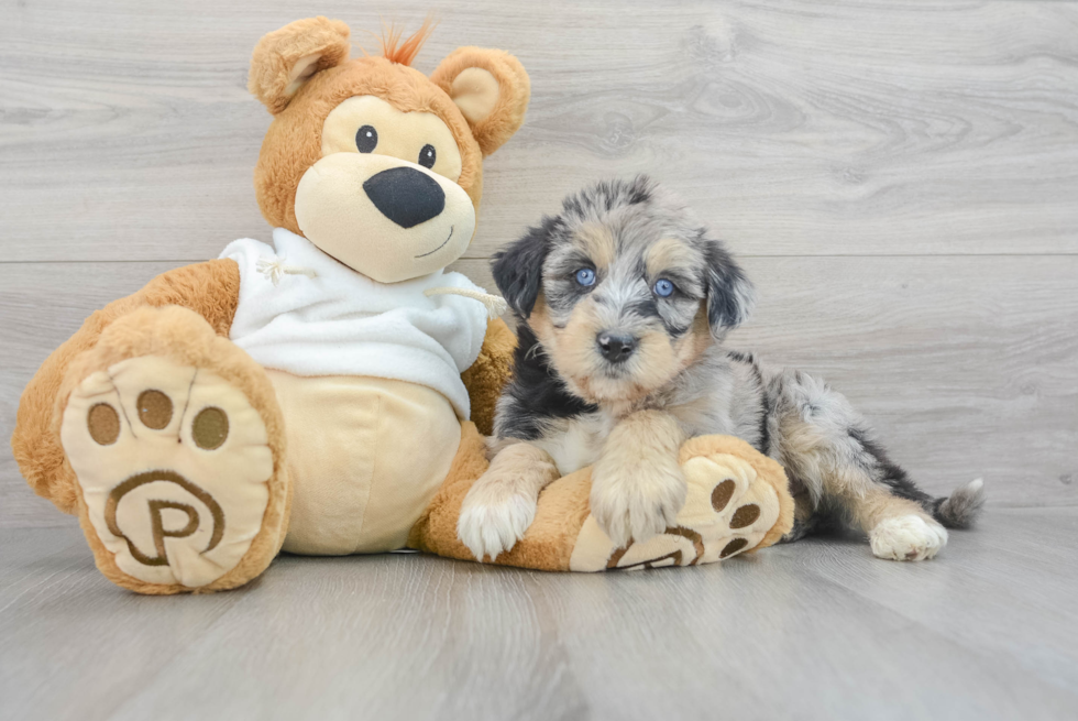 Cute Husky Poodle Poodle Mix Puppy