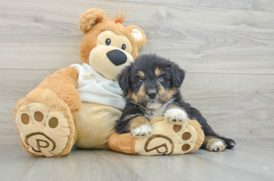 Cute Mini Huskydoodle Poodle Mix Pup