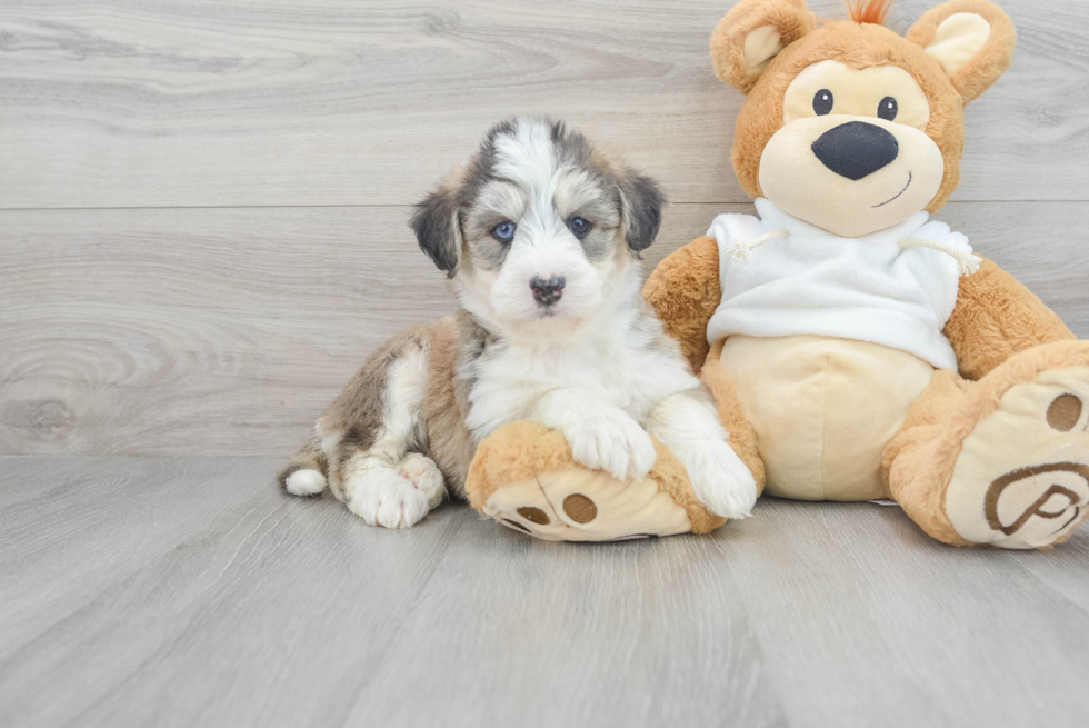 Cute Mini Huskydoodle Poodle Mix Pup