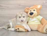 5 week old Mini Huskydoodle Puppy For Sale - Premier Pups