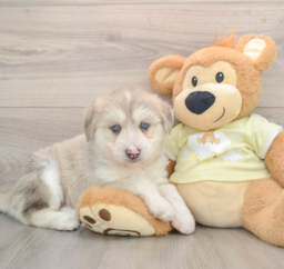 8 week old Mini Huskydoodle Puppy For Sale - Premier Pups
