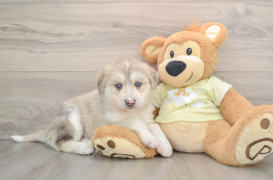 Cute Husky Poodle Poodle Mix Puppy