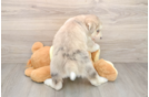 Cute Huskypoo Poodle Mix Puppy