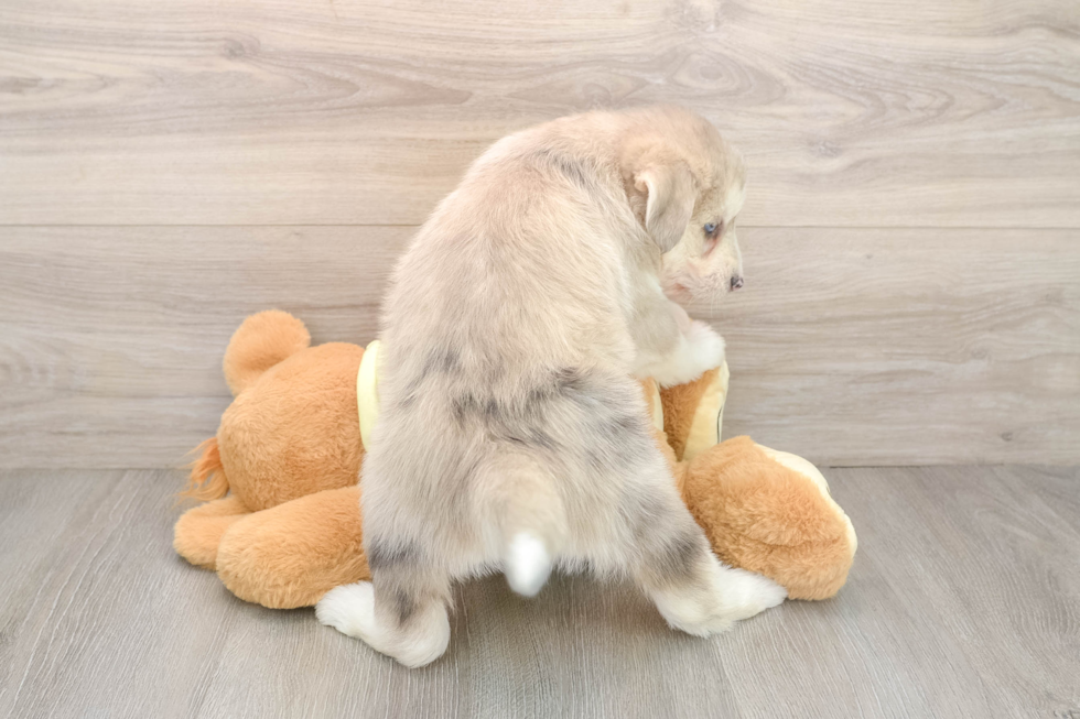 Cute Huskypoo Poodle Mix Puppy