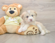 5 week old Mini Huskydoodle Puppy For Sale - Premier Pups