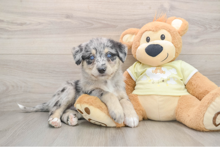 Best Mini Huskydoodle Baby
