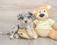 5 week old Mini Huskydoodle Puppy For Sale - Premier Pups