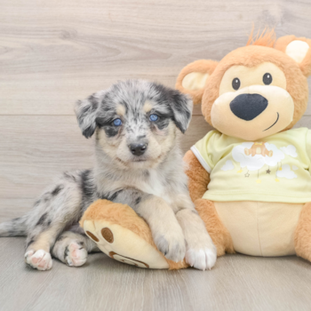 Best Mini Huskydoodle Baby