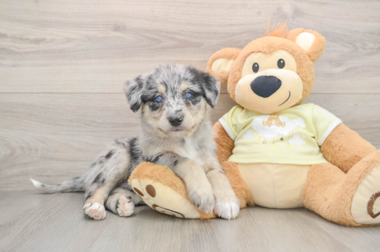 Best Mini Huskydoodle Baby