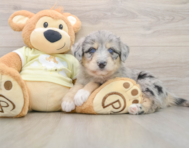 5 week old Mini Huskydoodle Puppy For Sale - Premier Pups