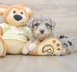 8 week old Mini Huskydoodle Puppy For Sale - Premier Pups