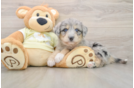 Best Mini Huskydoodle Baby