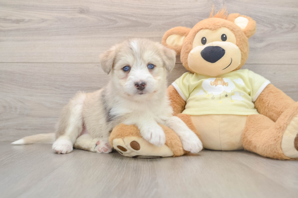 Cute Husky Poo Poodle Mix Puppy