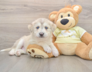 6 week old Mini Huskydoodle Puppy For Sale - Premier Pups