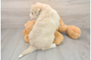 Mini Huskydoodle Pup Being Cute