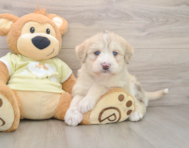 7 week old Mini Huskydoodle Puppy For Sale - Premier Pups