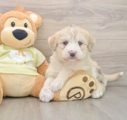 8 week old Mini Huskydoodle Puppy For Sale - Premier Pups