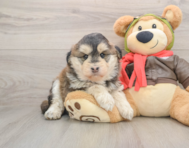 6 week old Mini Huskydoodle Puppy For Sale - Premier Pups