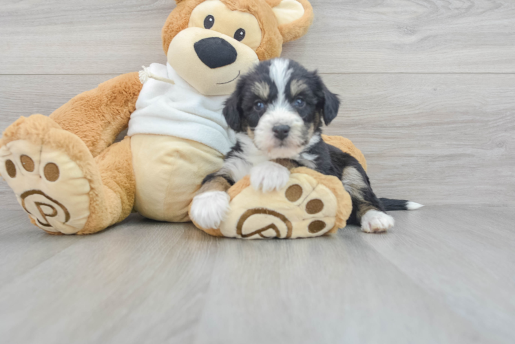 Cute Husky Poodle Poodle Mix Puppy