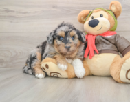 6 week old Mini Huskydoodle Puppy For Sale - Premier Pups