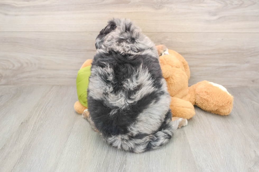 Mini Huskydoodle Puppy for Adoption