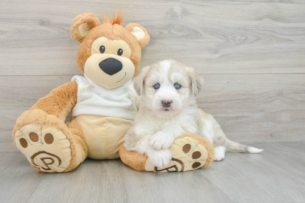 Cute Husky Doodle Poodle Mix Puppy