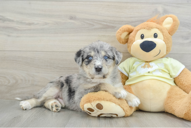 Mini Huskydoodle Puppy for Adoption