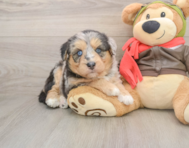 5 week old Mini Huskydoodle Puppy For Sale - Premier Pups