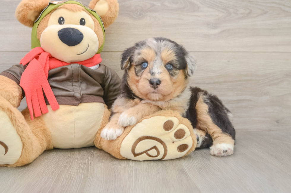 Cute Mini Huskydoodle Poodle Mix Pup