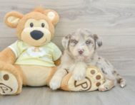 9 week old Mini Huskydoodle Puppy For Sale - Premier Pups