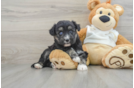 Cute Mini Huskydoodle Poodle Mix Pup