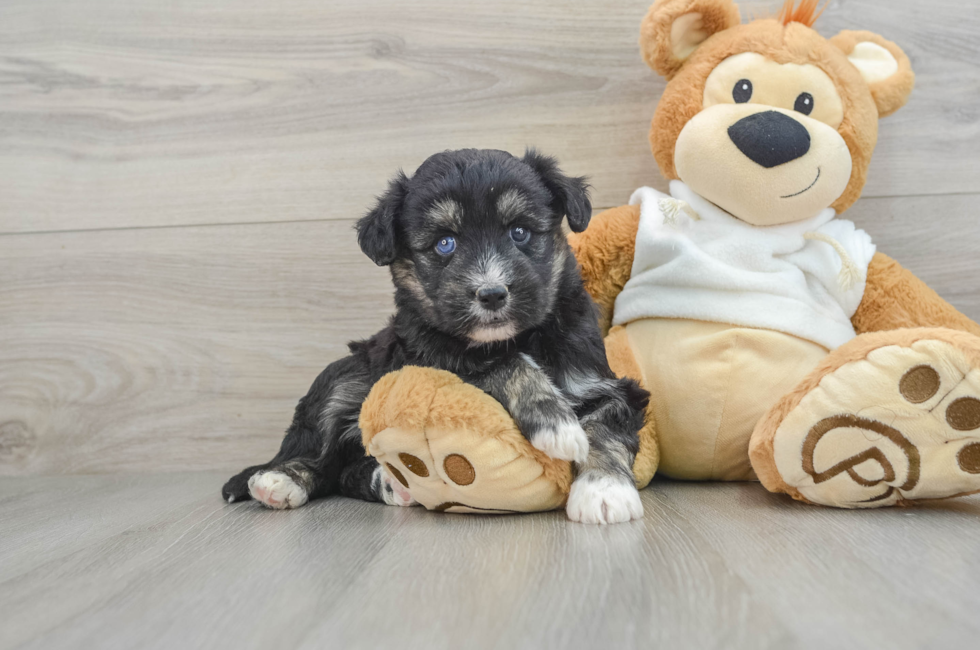 6 week old Mini Huskydoodle Puppy For Sale - Premier Pups