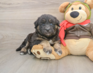 5 week old Mini Huskydoodle Puppy For Sale - Premier Pups