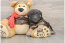 Mini Huskydoodle Puppy for Adoption