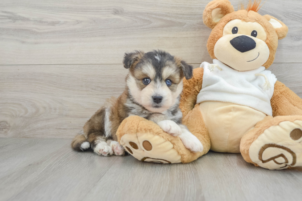 Cute Husky Poodle Poodle Mix Puppy