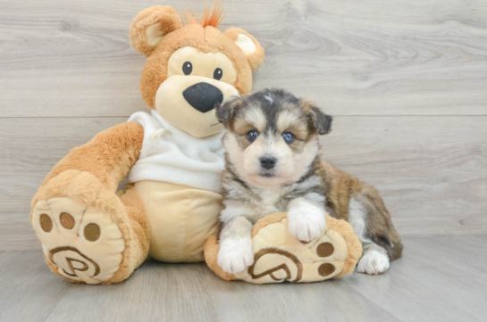 Cute Siberpoo Poodle Mix Puppy