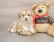 5 week old Mini Huskydoodle Puppy For Sale - Premier Pups