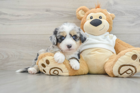 Cute Husky Poodle Poodle Mix Puppy