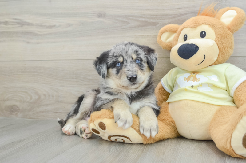 Meet Jojo - our Mini Huskydoodle Puppy Photo 1/12 - Premier Pups