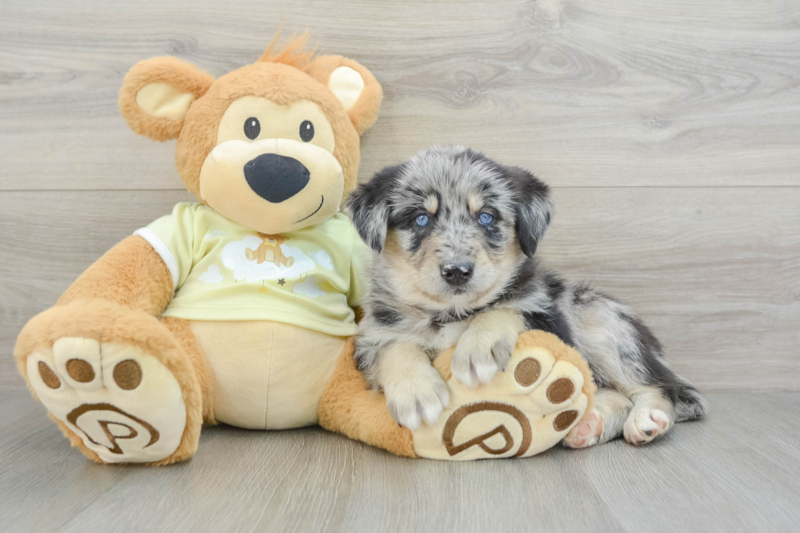 Meet Jojo - our Mini Huskydoodle Puppy Photo 3/12 - Premier Pups