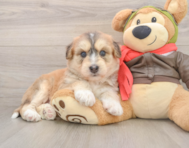 5 week old Mini Huskydoodle Puppy For Sale - Premier Pups