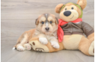 Mini Huskydoodle Pup Being Cute