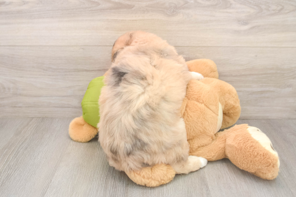 Mini Huskydoodle Puppy for Adoption