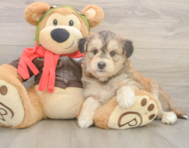 5 week old Mini Huskydoodle Puppy For Sale - Premier Pups