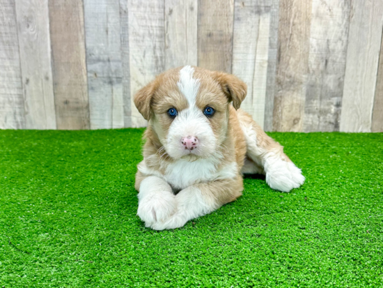 Mini Huskydoodle Pup Being Cute